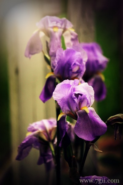 蓝紫色娇俏的鸢尾摄影写真