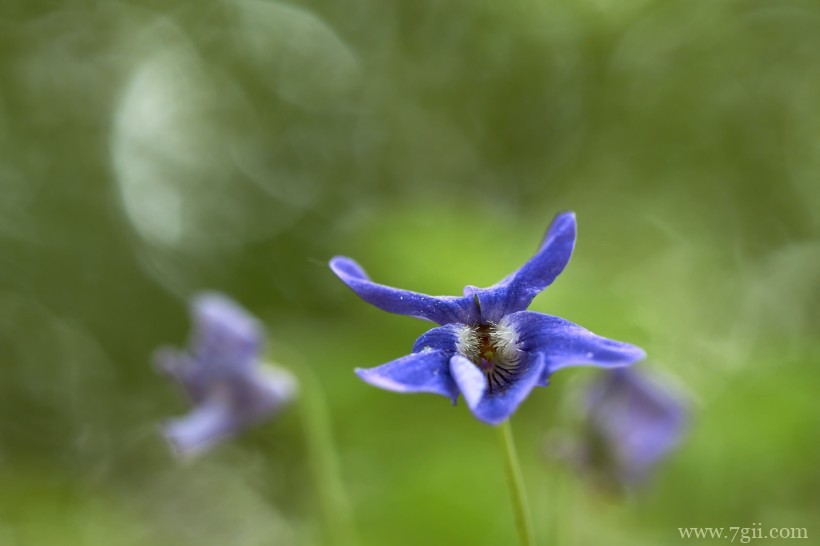 蓝紫色娇俏的鸢尾摄影写真