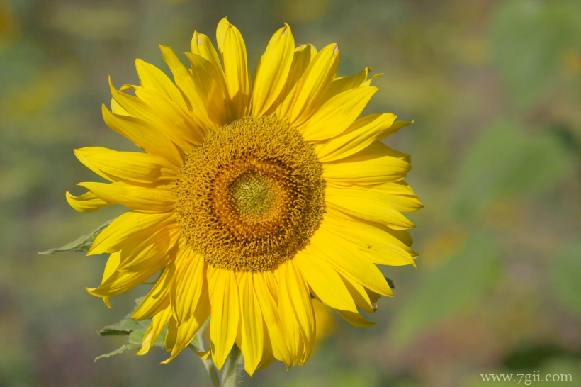 金灿灿的向日葵摄影写真