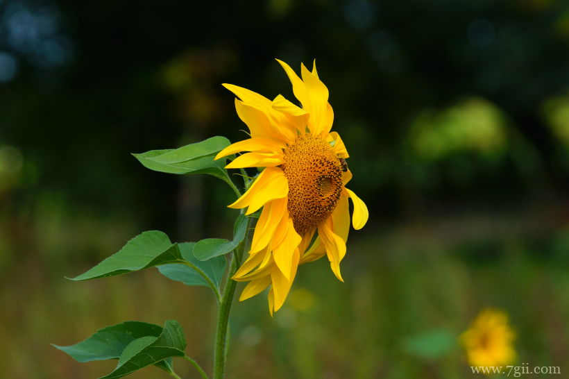 金灿灿的向日葵摄影写真