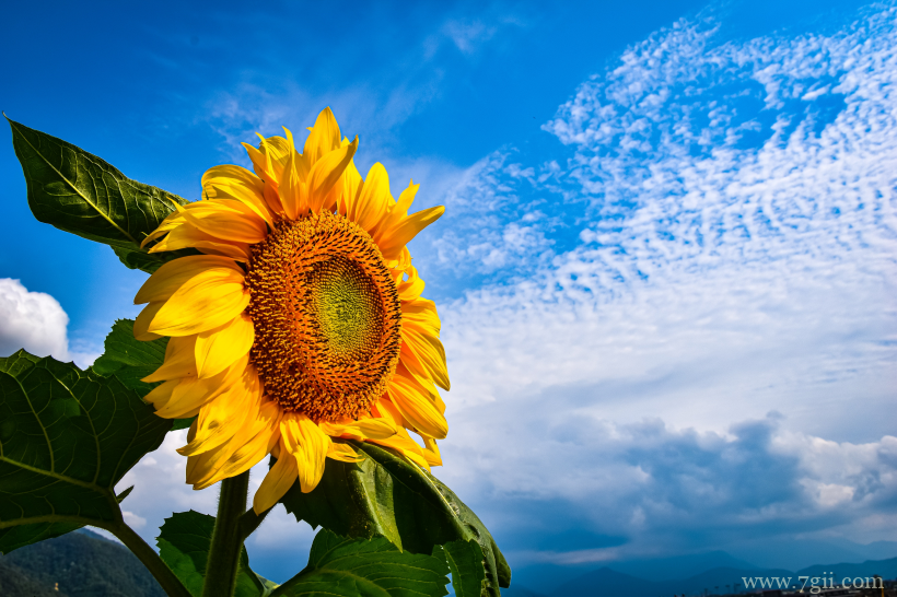 金灿灿的向日葵摄影写真