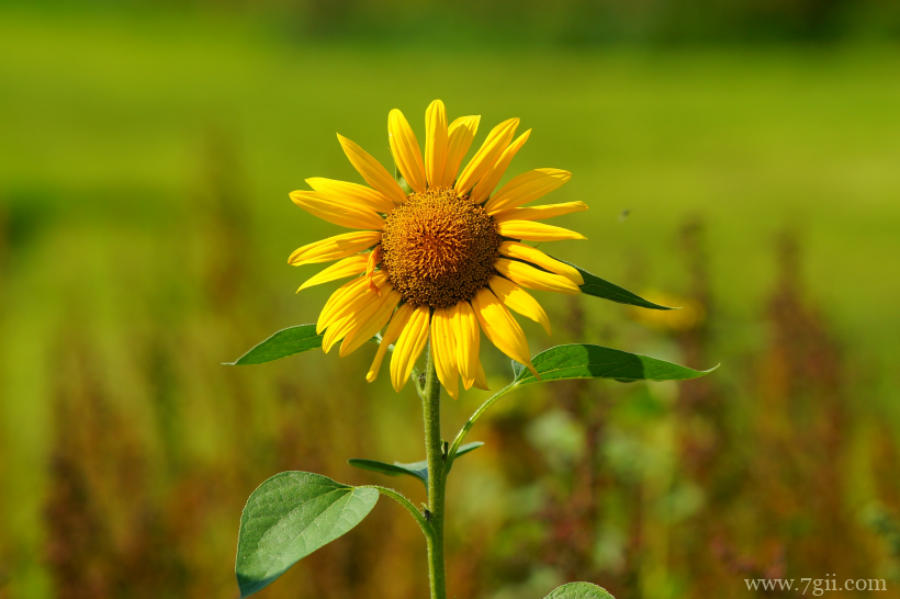金灿灿的向日葵摄影写真
