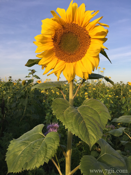 金灿灿的向日葵摄影写真