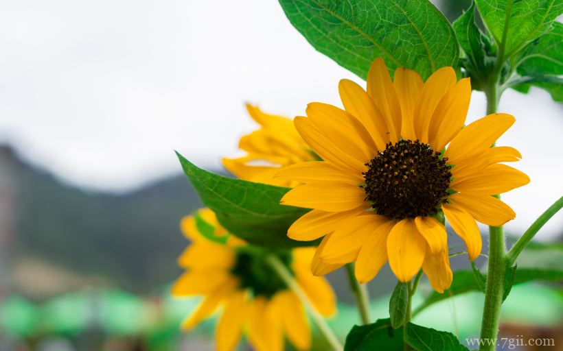 金灿灿的向日葵摄影写真