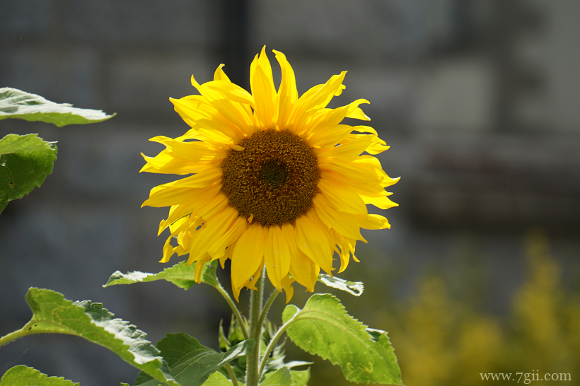 金灿灿的向日葵摄影写真