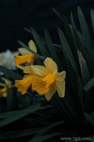 清丽高雅的水仙花摄影写真