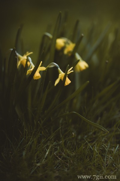 清丽高雅的水仙花摄影写真