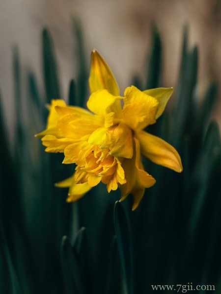清丽高雅的水仙花摄影写真