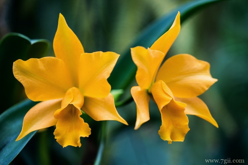 清丽高雅的水仙花摄影写真