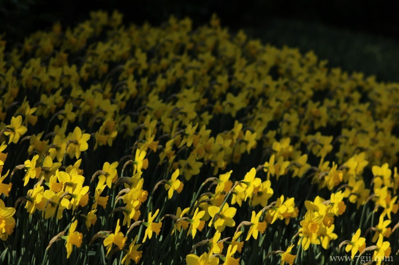 清丽高雅的水仙花摄影写真