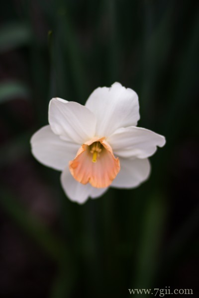 清丽高雅的水仙花摄影写真