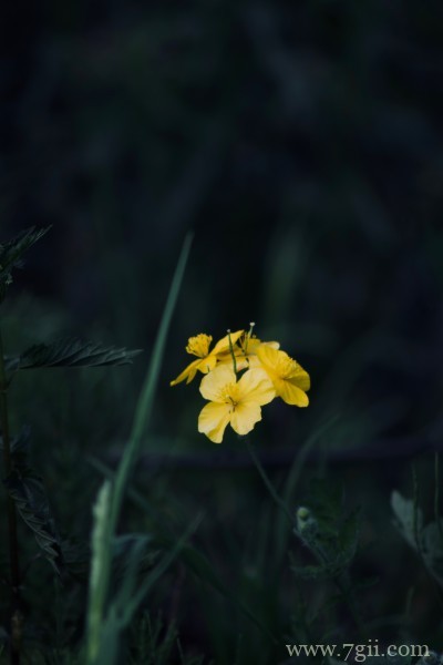 清丽高雅的水仙花摄影写真