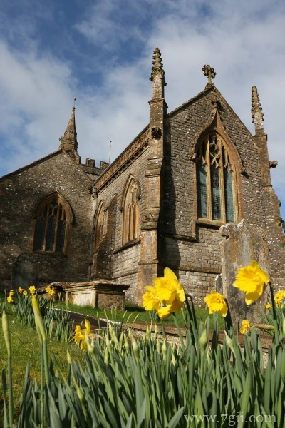 清丽高雅的水仙花摄影写真