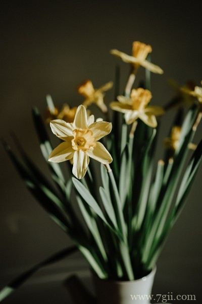 清丽高雅的水仙花摄影写真