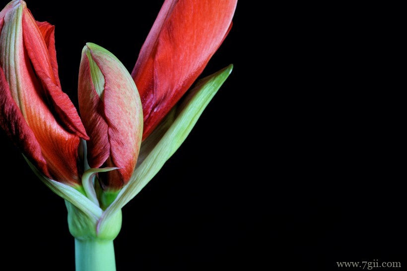 典雅华丽贵气的君子兰摄影写真