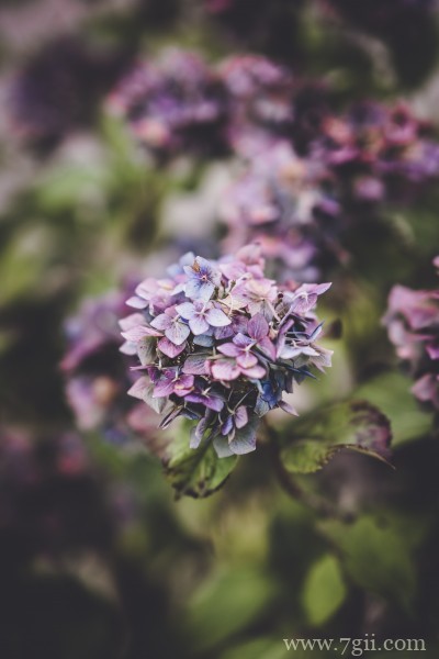 五彩斑斓的绣球花摄影写真