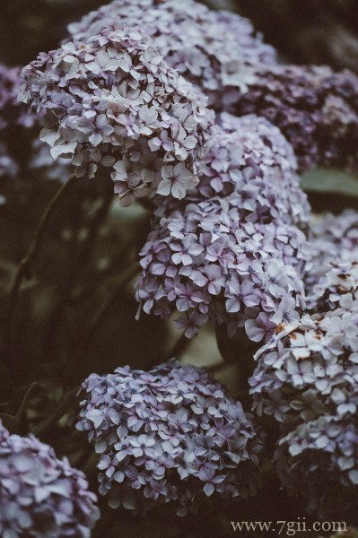 五彩斑斓的绣球花摄影写真