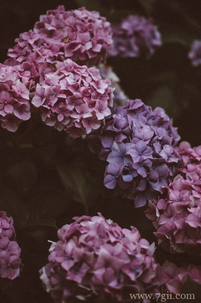 五彩斑斓的绣球花摄影写真