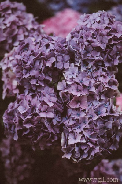 五彩斑斓的绣球花摄影写真