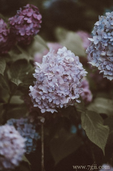 五彩斑斓的绣球花摄影写真