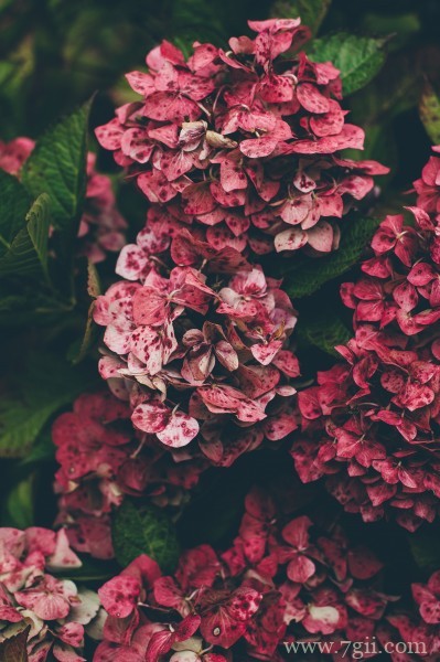 五彩斑斓的绣球花摄影写真