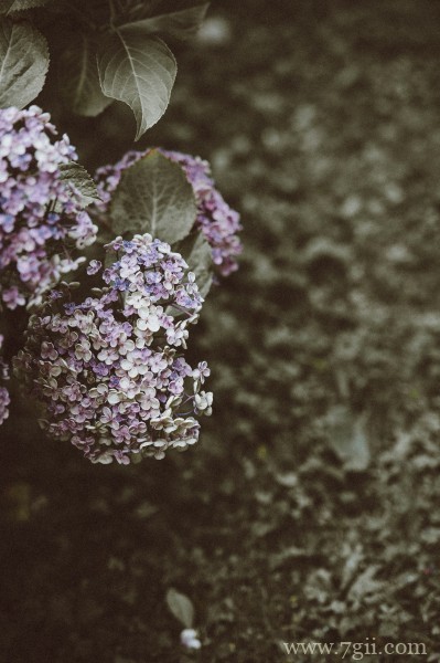 五彩斑斓的绣球花摄影写真