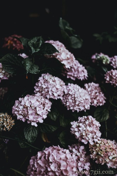 五彩斑斓的绣球花摄影写真