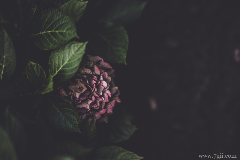 五彩斑斓的绣球花摄影写真