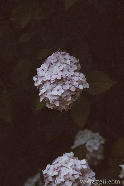 五彩斑斓的绣球花摄影写真