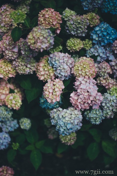 五彩斑斓的绣球花摄影写真