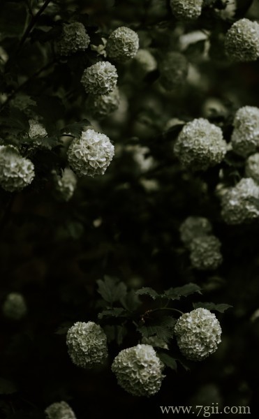 五彩斑斓的绣球花摄影写真