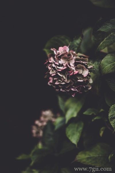 五彩斑斓的绣球花摄影写真