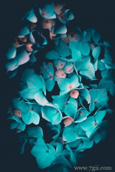 五彩斑斓的绣球花摄影写真