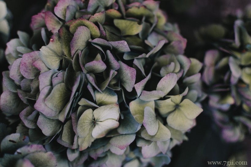 五彩斑斓的绣球花摄影写真