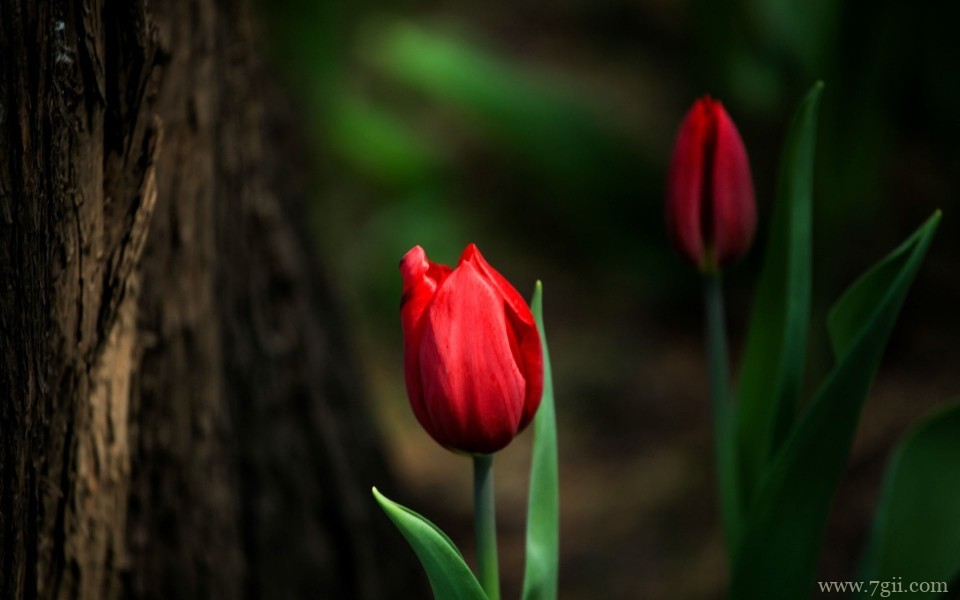 美艳郁金香花高清摄影写真