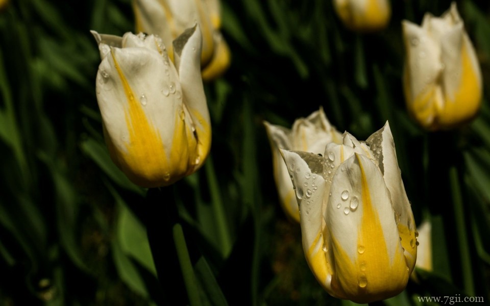 美艳郁金香花高清摄影写真