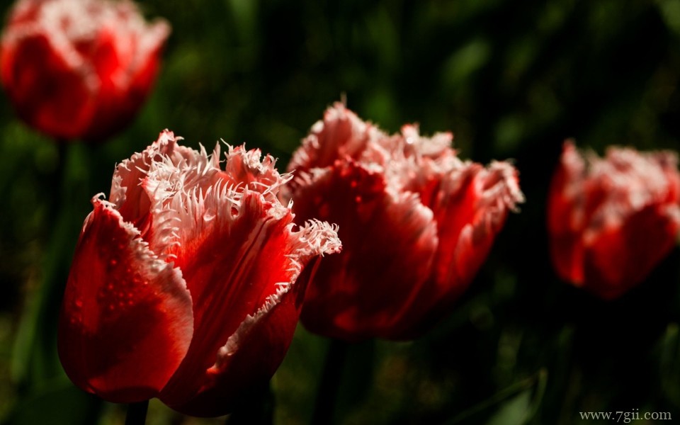 美艳郁金香花高清摄影写真
