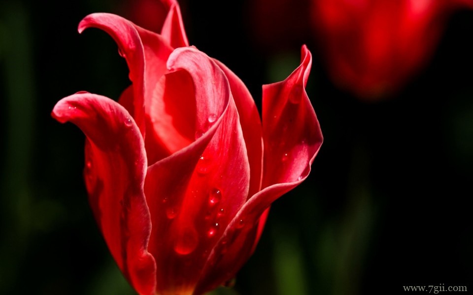 美艳郁金香花高清摄影写真