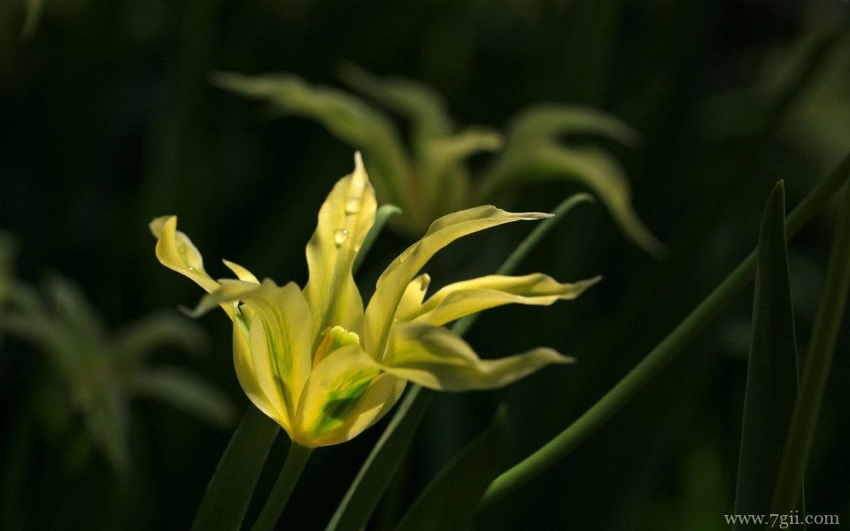 美艳郁金香花高清摄影写真