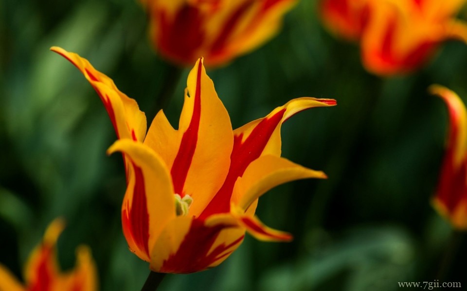 美艳郁金香花高清摄影写真