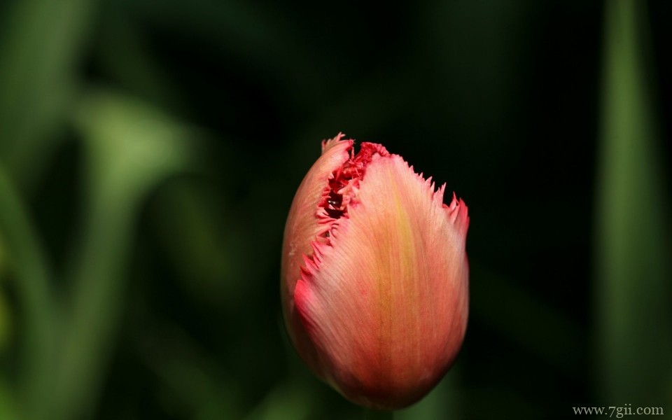 美艳郁金香花高清摄影写真