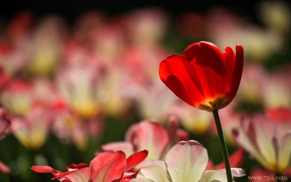 美艳郁金香花高清摄影写真