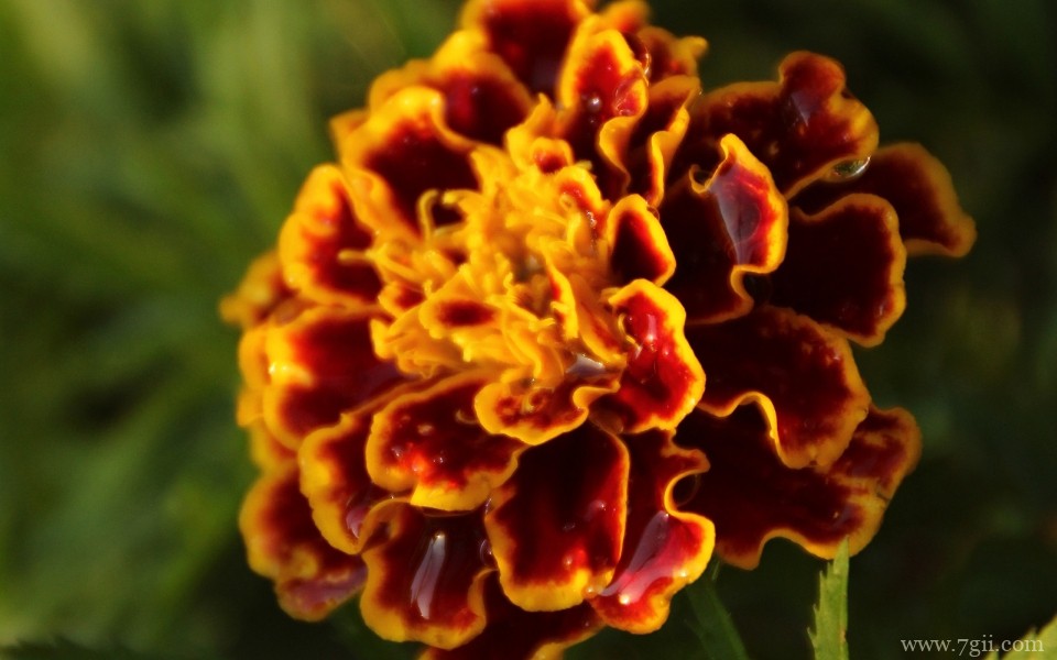 唯美艳丽的孔雀草近景摄影写真