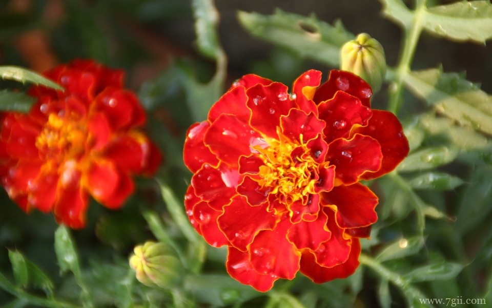 唯美艳丽的孔雀草近景摄影写真