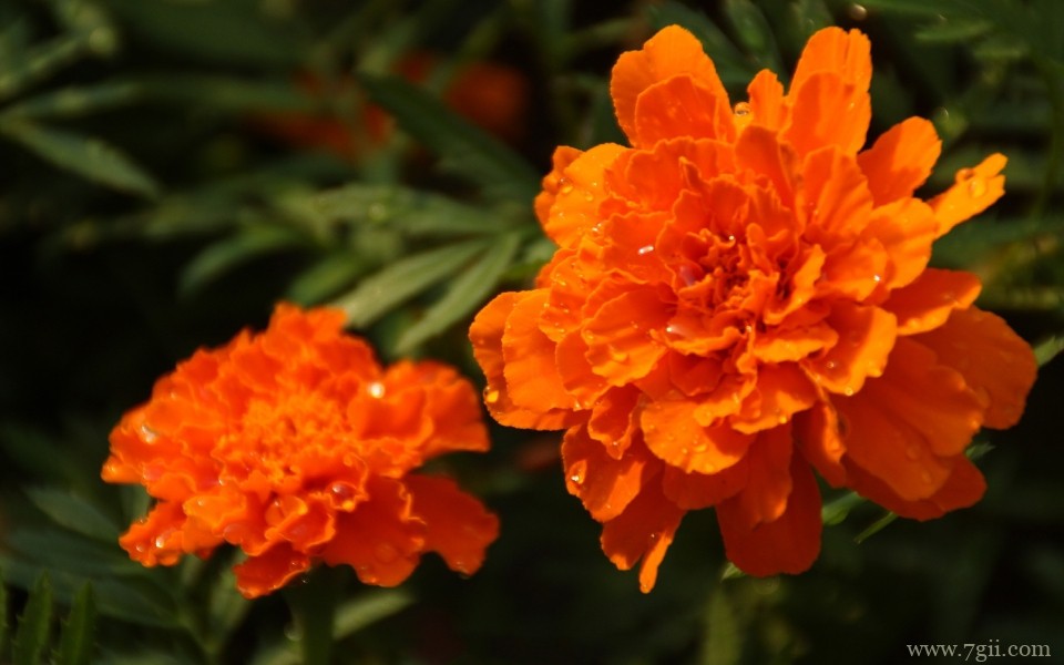 唯美艳丽的孔雀草近景摄影写真