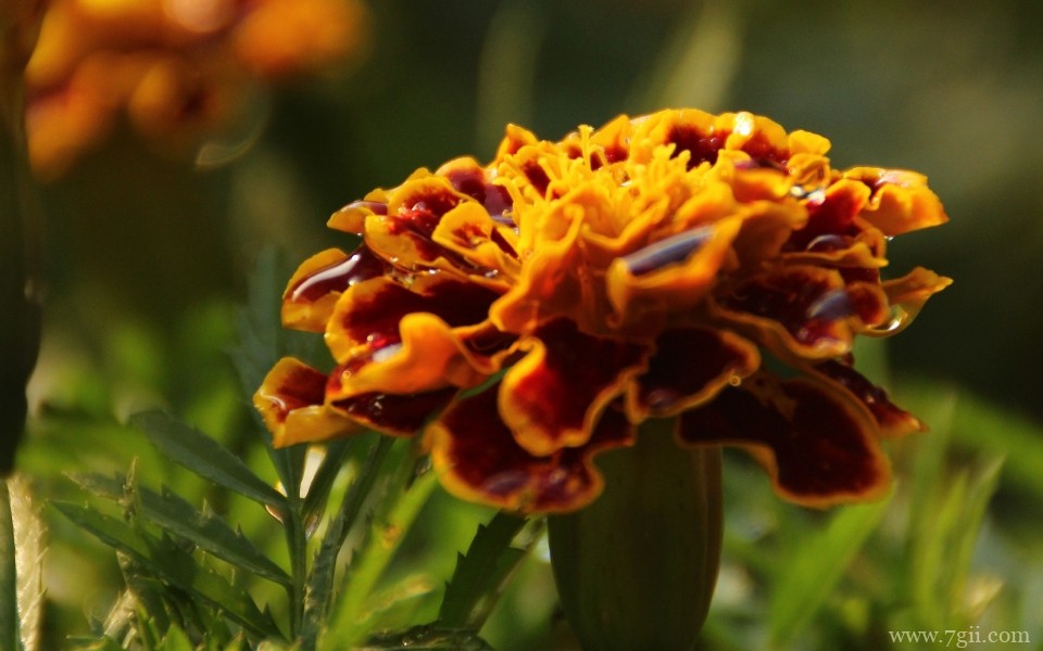 唯美艳丽的孔雀草近景摄影写真