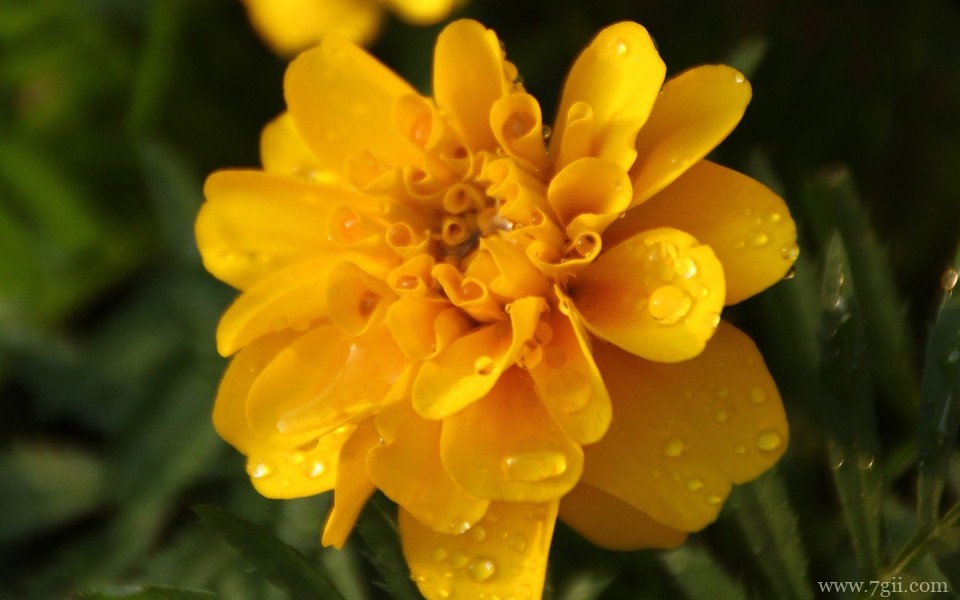 唯美艳丽的孔雀草近景摄影写真