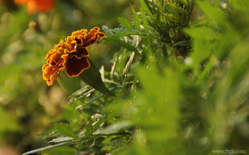 唯美艳丽的孔雀草近景摄影写真