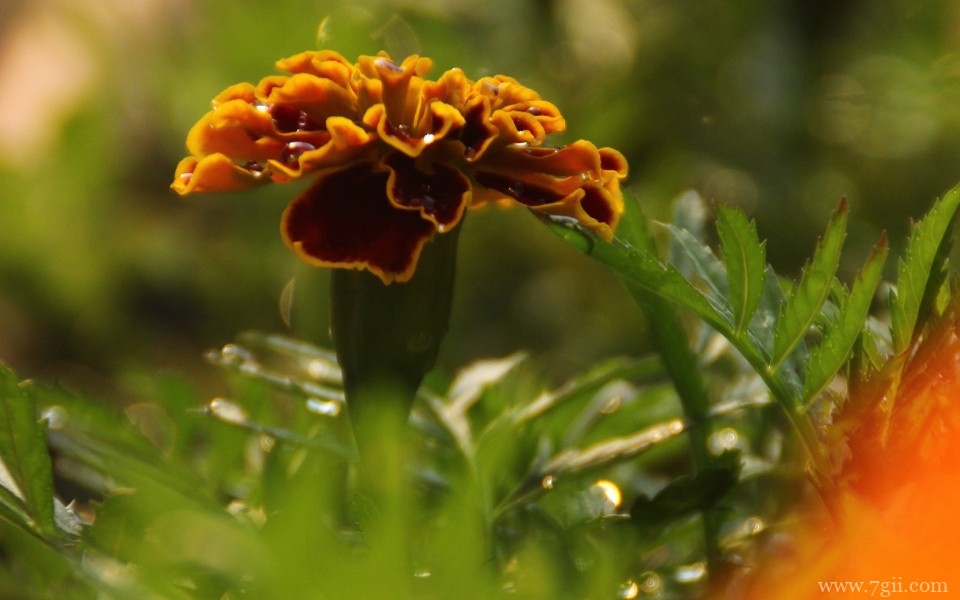 唯美艳丽的孔雀草近景摄影写真