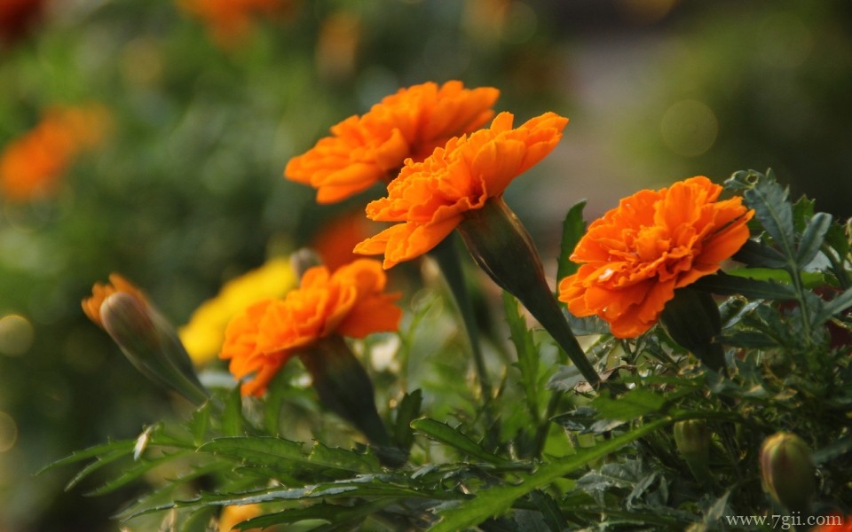 唯美艳丽的孔雀草近景摄影写真